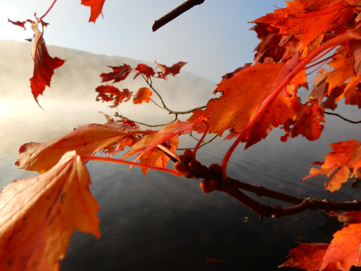 5 Ways to Protect Pollinators During Pumpkin Spice&nbsp;Season